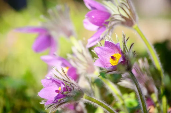 Fleurs Mignonnes Fleurissent Sur Fond Nature — Photo