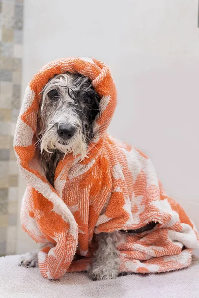 用旧毛巾包起来的湿狗 — 图库照片