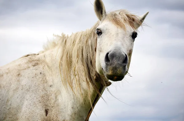 White Horse Looking Camera — Stock Photo, Image