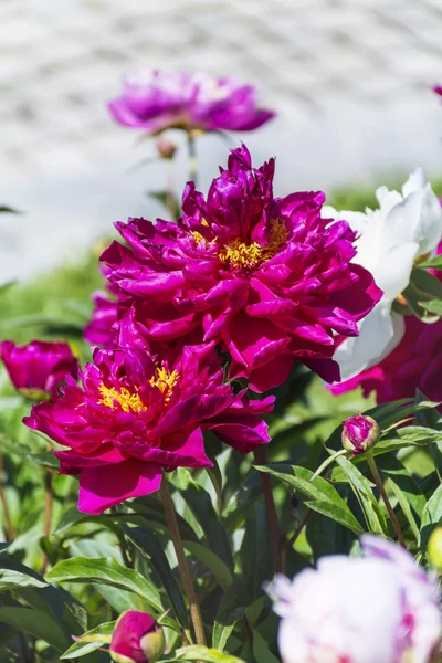 Красивий Квітучий Півоній Кущ Рожевими Квітами Саду — стокове фото