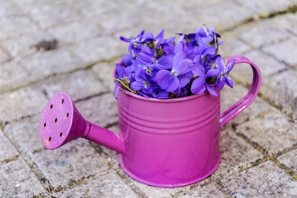 Beautiful bouquet of field violets in a purple watering can