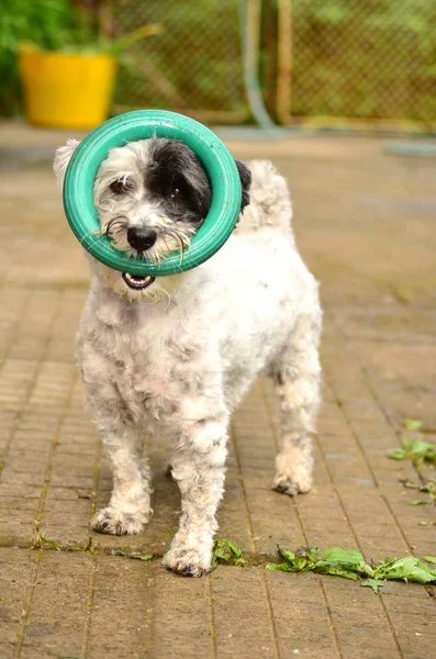 Playful little dog with ring