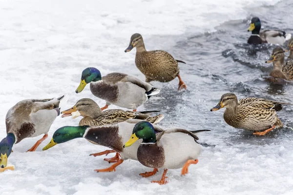 Πάπιες Mallard Μια Παγωμένη Λίμνη — Φωτογραφία Αρχείου