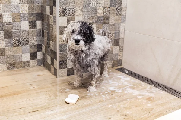 Banyoda ıslak kaniş köpek
