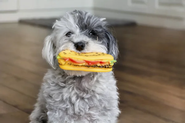 Kauçuk hamburger oyuncak ağız ile komik köpek