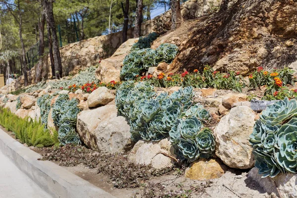 Dekorativní Kaktusy Zahradě — Stock fotografie
