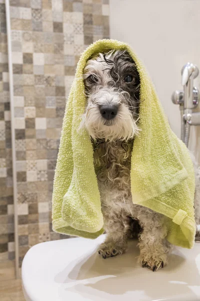 湿贵宾狗洗澡后用绿毛巾 — 图库照片