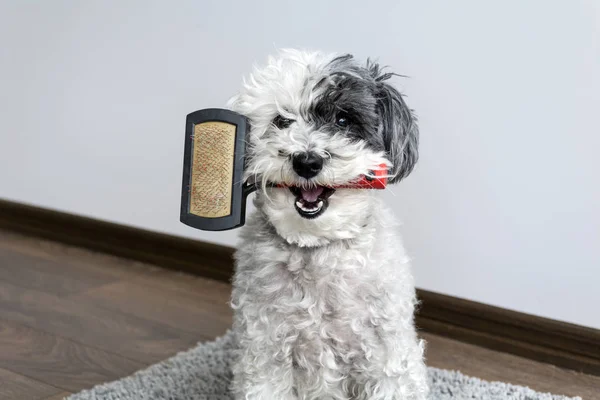 Cute Dog Comb Mouth — Stock Photo, Image