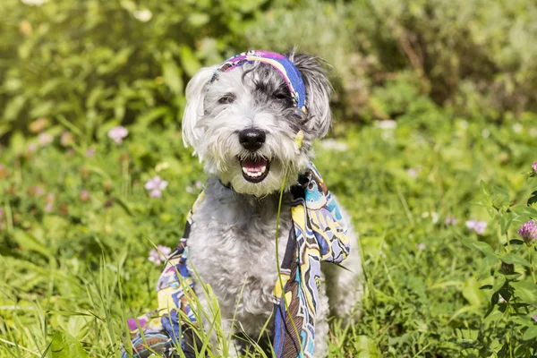 Носовичок Обгортаючи Голову Маленької Собаки — стокове фото