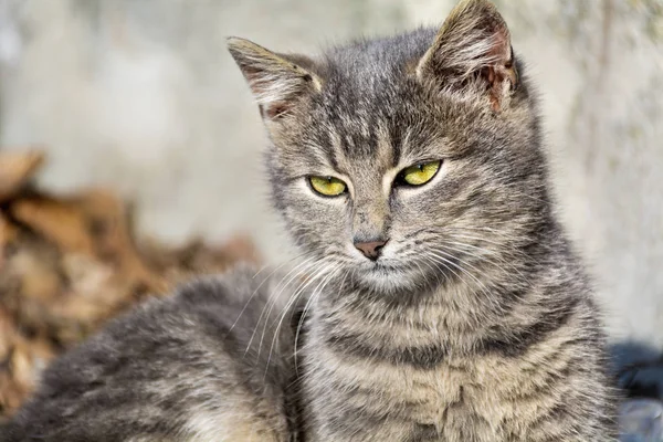 Kameraya Bakarak Küçük Şirin Kedi Yavrusu — Stok fotoğraf