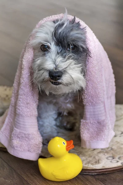 Cute Dog  with Pink Towel and yellow Rubber  Duck ready for Bath