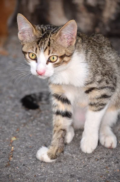 Portret Van Mooie Baby Kat — Stockfoto