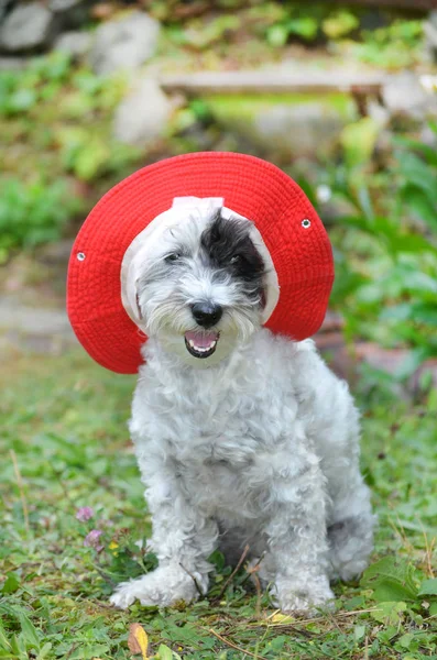 Chien Havanais Blanc Avec Chapeau Rouge Regardant Caméra Dans Jardin — Photo