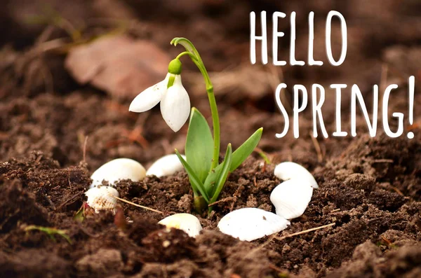 Hello Spring Message Beautiful Snowdrop Flowers Background — Stock Photo, Image