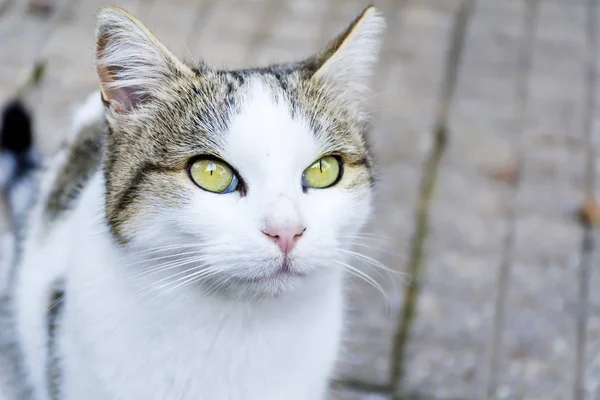 Portret Van Een Mooie Groene Ogen Witte Kat Kijken Naar — Stockfoto