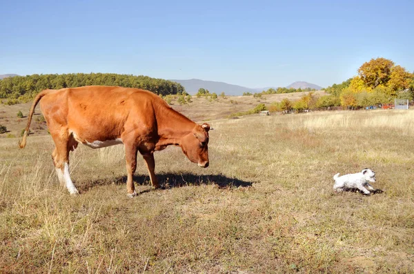 Mucca Insegue Cane — Foto Stock