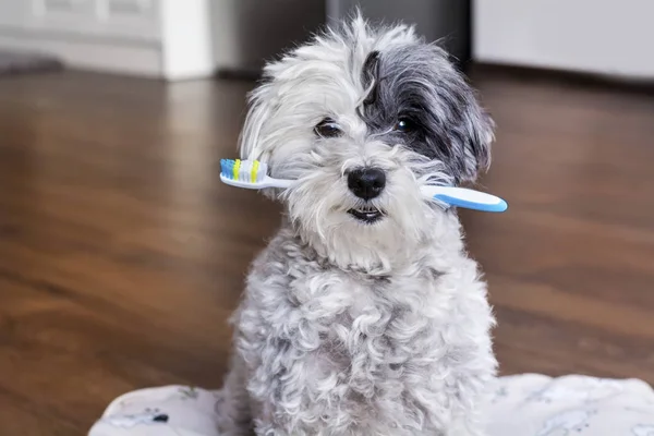 ağız bir diş fırçası ile beyaz kaniş köpek
