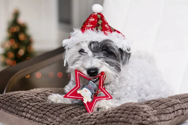 Adorable dog in santa hat with decorated star, christmas concept