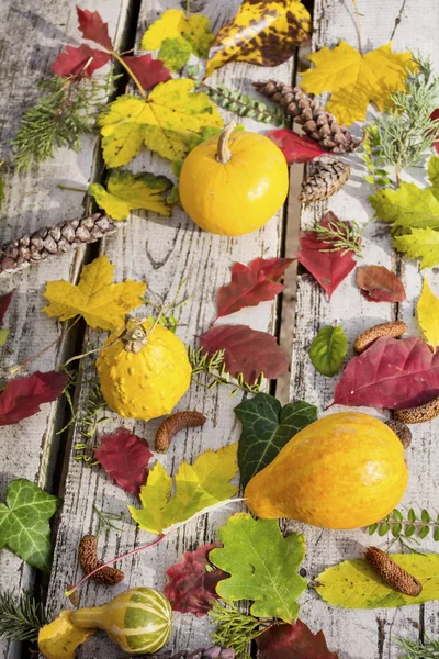Verschiedene Kürbisse Und Helle Herbstblätter — Stockfoto