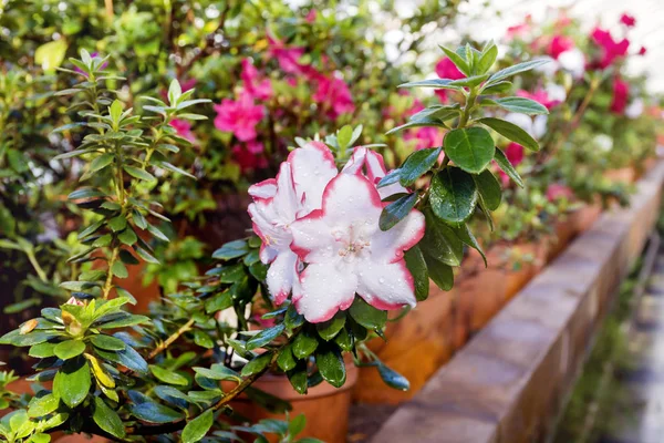 Bush Kvetoucí Červené Azalky Botanické Zahradě — Stock fotografie