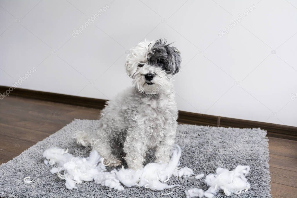 poodle dog with plush toy in the mouth made a mess in the apartment