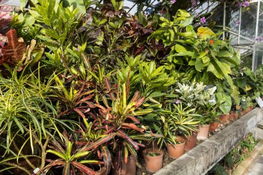 yeşil bitkiler botanik bahçesinde dikildi