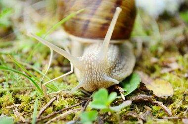 Closeup af ormandaki bir salyangoz