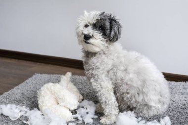 ağızda peluş oyuncak kaniş köpekle ortalığı dairede