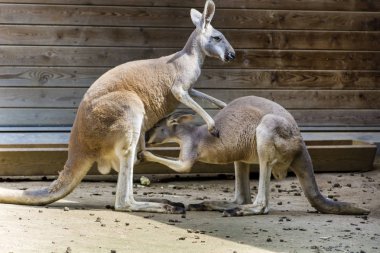 onun bebek beslenme kanguru