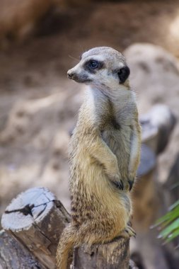Aile fundalıklardır uyku