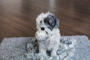Şirin ve kabarık küçük beyaz köpek evin içinde