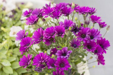 Sevimli çiçek blossom doğa arka plan üzerinde