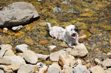 Yaylalar nehir ayakta sevimli küçük köpek