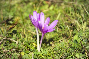 Sevimli çiçek blossom doğa arka plan üzerinde
