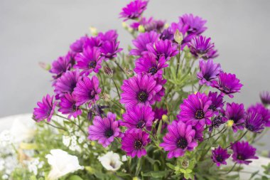 Sevimli çiçek blossom doğa arka plan üzerinde