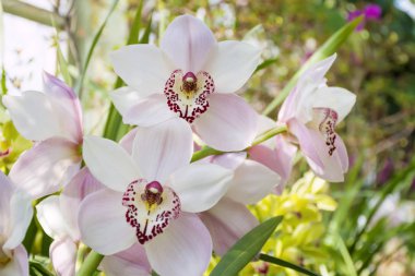 pembe ve beyaz orkide çiçekleri botanik bahçesi içinde