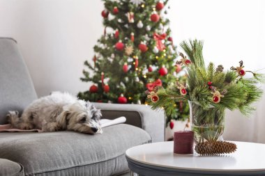 Chritmas dekorile odada kanepede yatan sıkılmış köpeğin seçici odak noktası