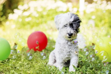 beyaz küçük kaniş köpek balonlar ve sabun köpüğü ile çiçek açan bir bahçede onun Doğum günü partisi kutluyor 