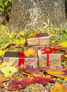 Sonbahar arka planında mevcut kutular