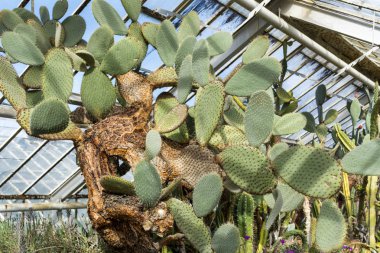 büyük kaktüsler çiçekler sera içinde