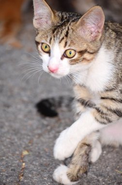 güzel bebek kedi portresi