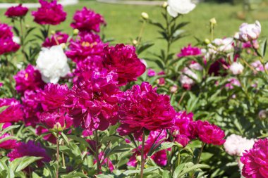 Güzel bir çiçek açan şakayık bush ile bir bahçe içinde pembe çiçekler 