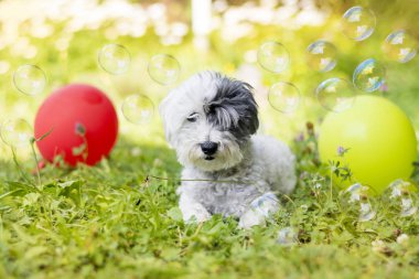 beyaz küçük kaniş köpek balonlar ve sabun köpüğü ile çiçek açan bir bahçede onun Doğum günü partisi kutluyor 