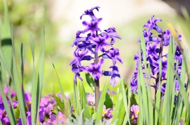 Sevimli çiçek blossom doğa arka plan üzerinde