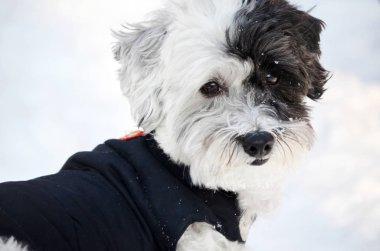 bir kar arka plan üzerinde kış ceket küçük beyaz kaniş köpek 