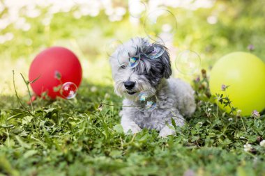 beyaz küçük havanese köpek park balonlar ile onun Doğum günü partisi kutluyor
