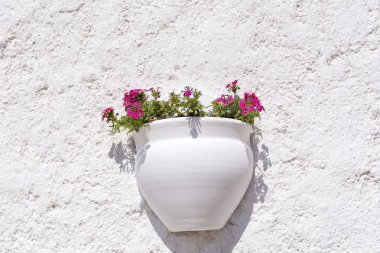 Pot çiçek çiçek tam closeup duvara asılmış açık havada gündüz