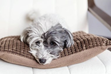 Şirin ve kabarık küçük beyaz köpek evin içinde
