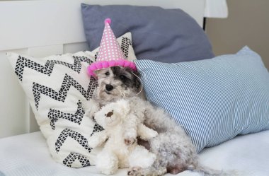 Yatakta oyuncak ayı ile parti şapkası köpek seçici odak