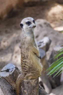 Aile fundalıklardır uyku